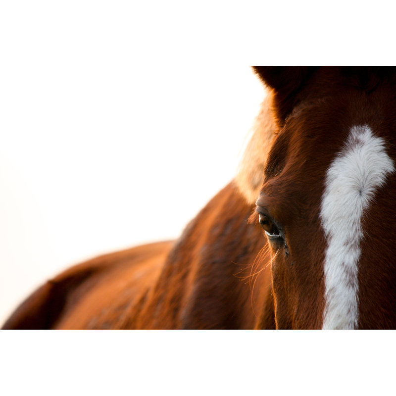 Chestnut Horse Eye by Virgonira - Wrapped Canvas Print, 30cm H x 46cm W