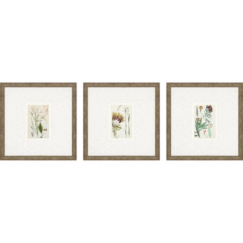 Botanique antique I S / 3