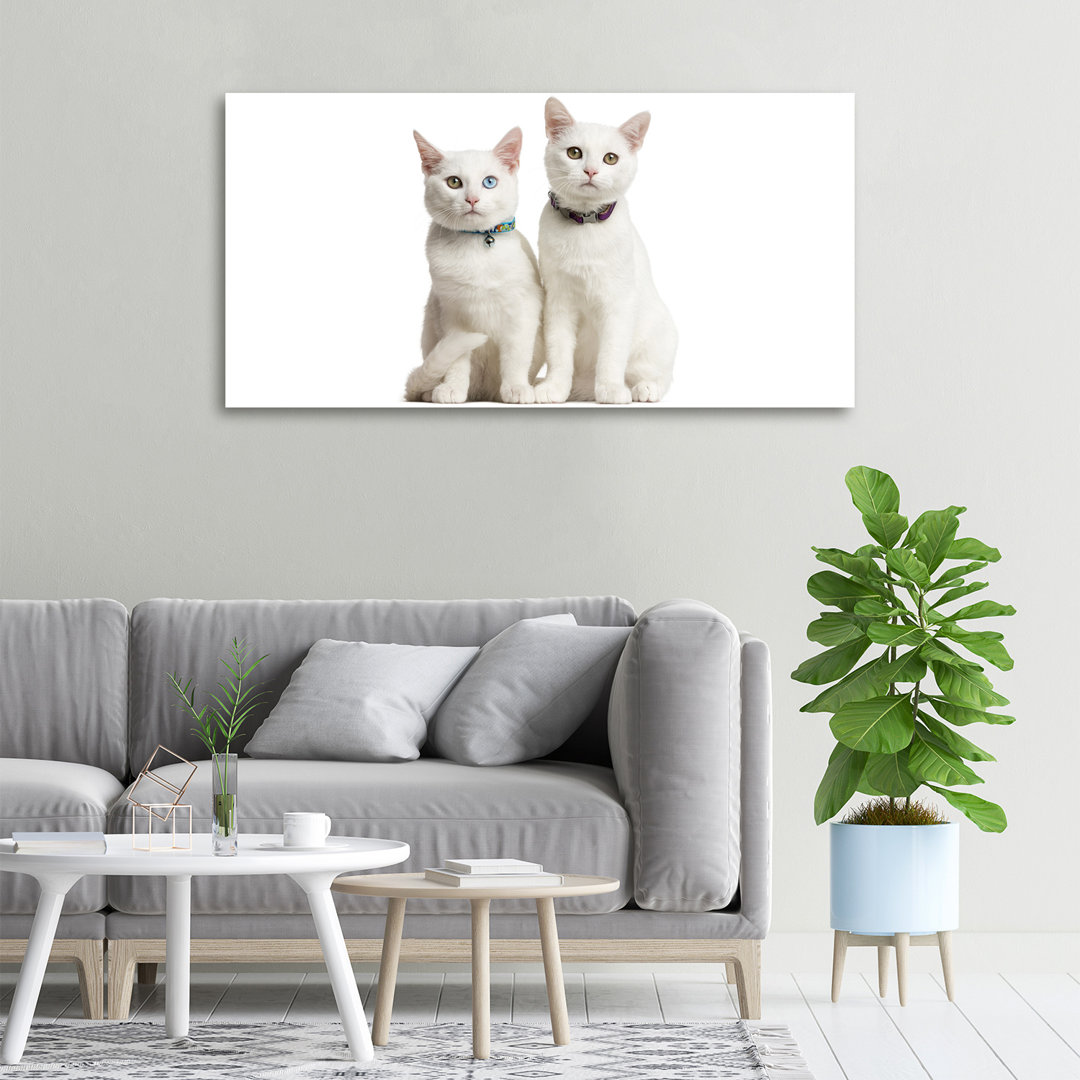 Weiße Katzen - Ungerahmte Kunstdrucke auf Leinwand