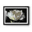 Imprimé WHITE PEONY-869220151-869220148