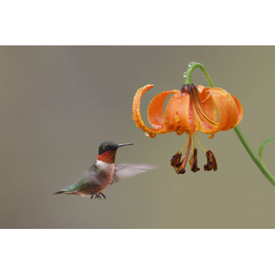 Colibri à gorge rubis par Brianlasenby - Photographie sur toile tendue