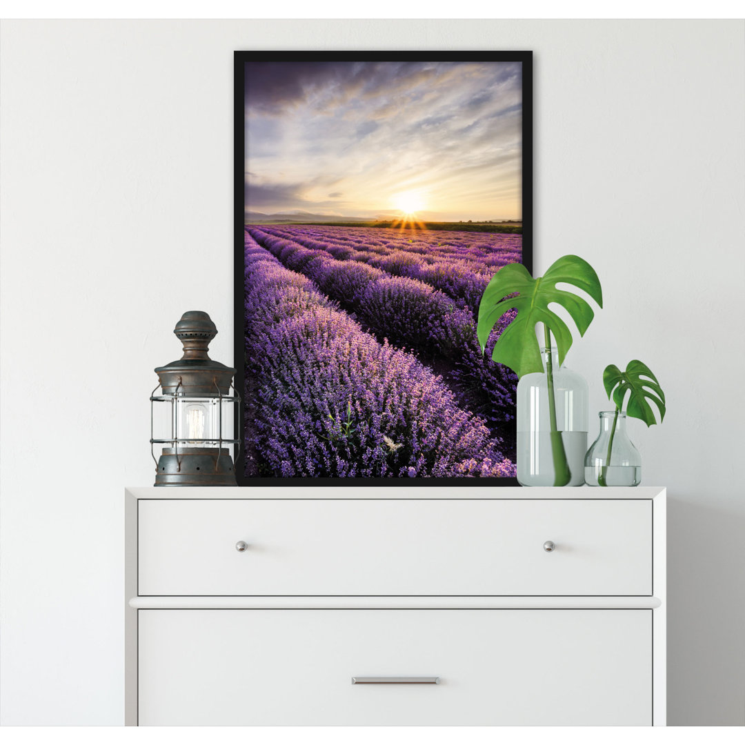 Gerahmtes Poster Traumhafte Lavendel Provence