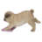 Pug Mopping the Floor