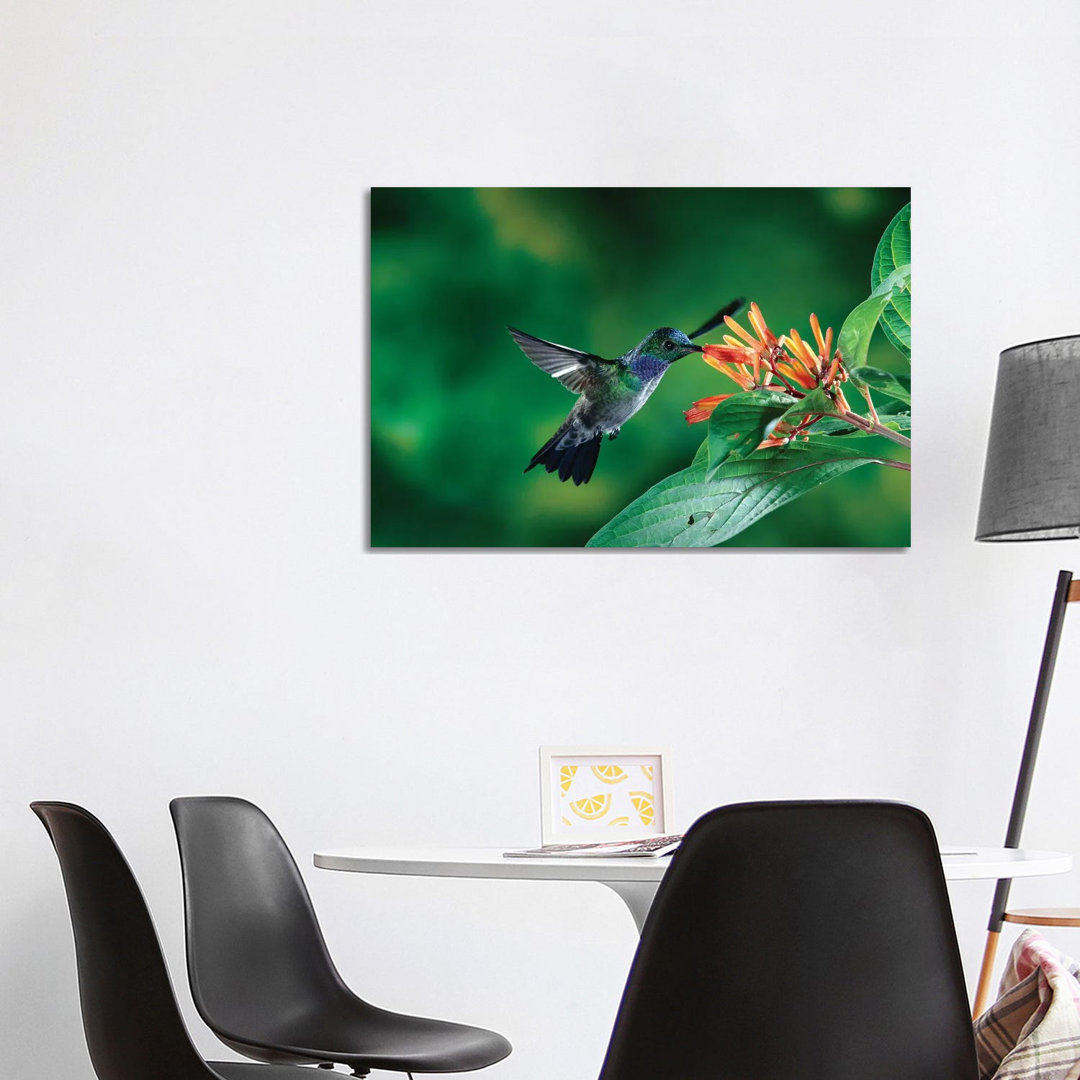 Blue-Chested Hummingbird Albino Male Feeding At And Pollinating Flowers Lowland Rainforest, Costa Rica by Michael & Patricia Fogden - Wrapped Canvas P
