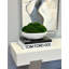 Preserved Moss Plant in Planter-726778884