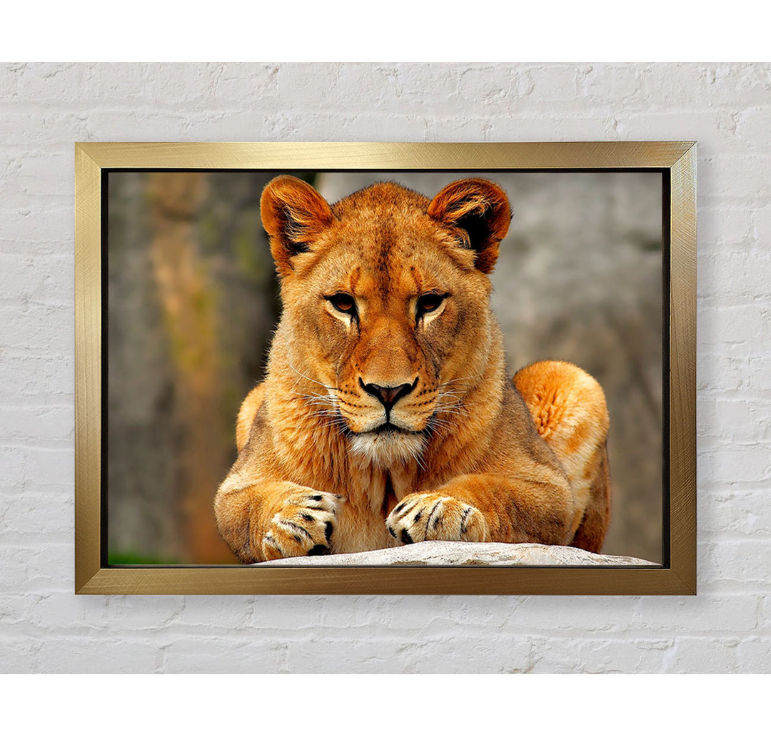 Lioness Watch - Drucken