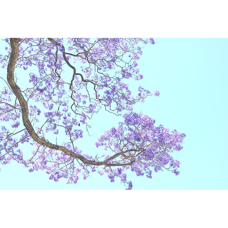 Silenus Silenus Jacaranda - Wrapped Canvas Print, 20cm H x 30cm W x 3.8cm D