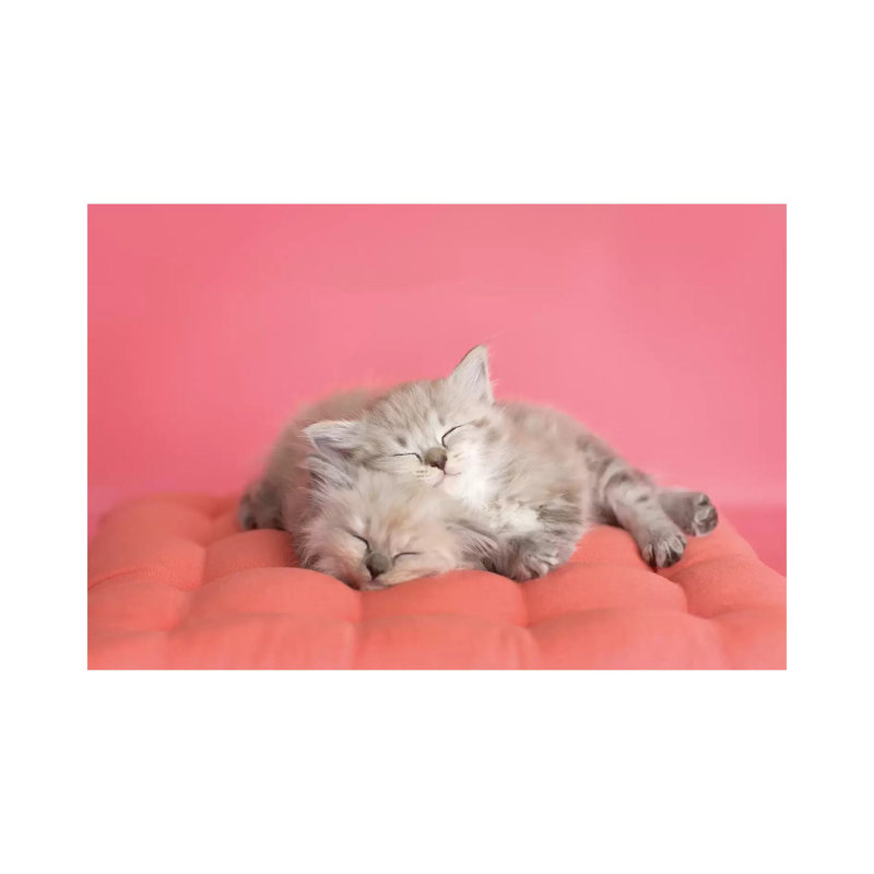 Chloe And Zoe by Rachael Hale - Print on Canvas, Wrapped Canvas, 20.32 cm H x 30.48 cm W