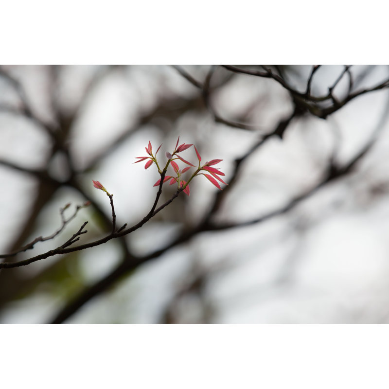 " Twig Of A Tree " by 75Tiks, 8" H x 12" W