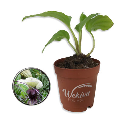 White Bat Flower - Live Starter Plant in a 2 Inch Pot - Not in Bloom When Shipped - Tacca Integrifolia - Extremely Rare and Exotic Flowering Plant