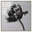 Tidal Wilt I Print by Oliver Gal-1211212302-1211212305