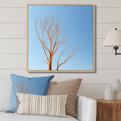 " Blue Timbers Trace Photo I "