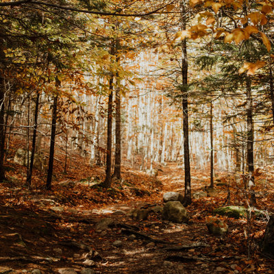 " The Forest Floor "