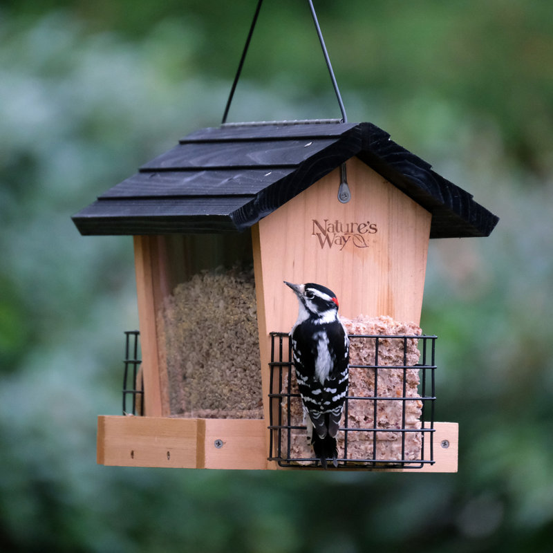 Cèdre - mangeoire d'oiseaux à trémie 6 pte avec suif
