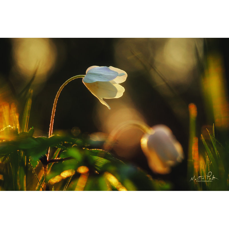 Anémone par Martin Podt - reproduction, H 8 po x l 12 po, Toile tendue