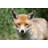 Red Fox In Surrey by Moonstone Images - Wrapped Canvas Print-588038727