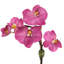 Orchid Arrangement In Glass Vase-1866871511