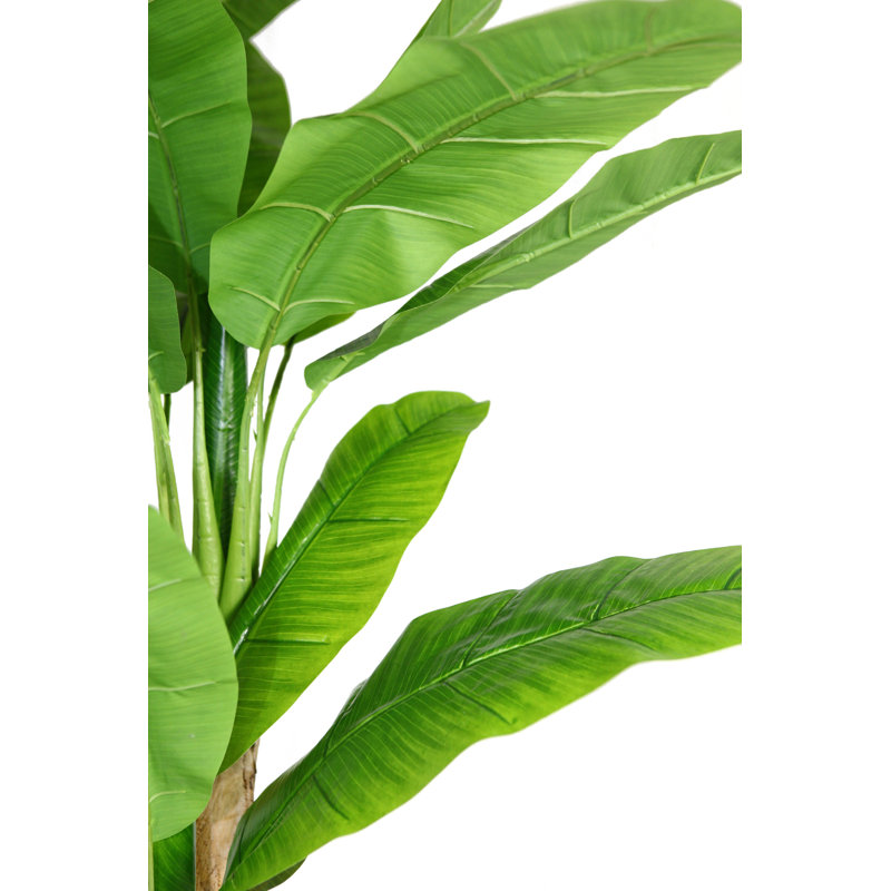 Laura Ashley Panama Banana Leaf Tree in Pot & Reviews | Wayfair