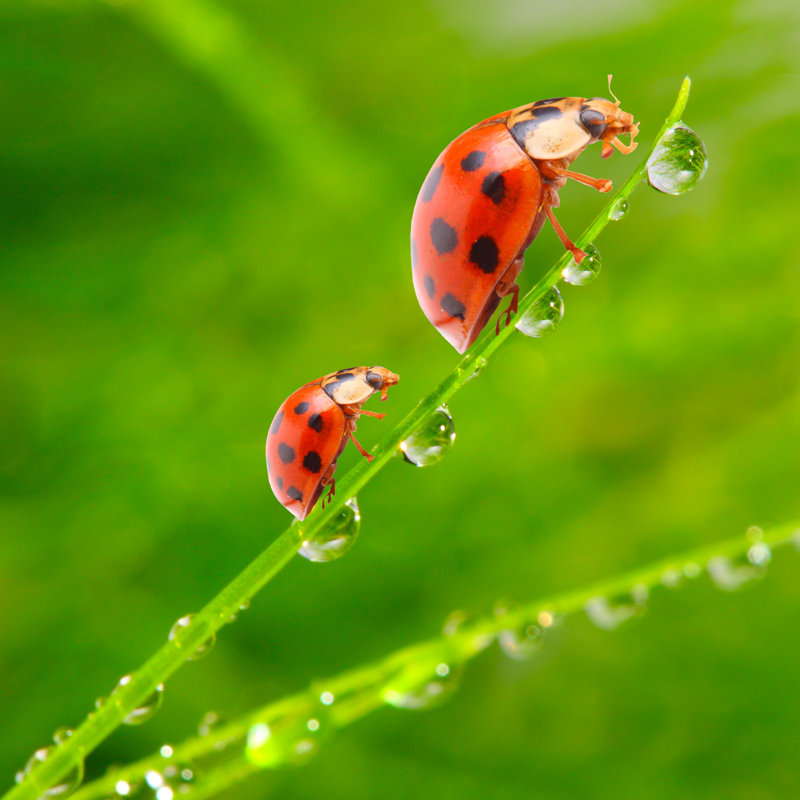 The Ladybugs by Abadonian - Wrapped Canvas Print, 51cm H x 51cm W x 3.8cm D