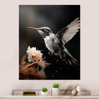 " Black White Hummingbird Energetic "