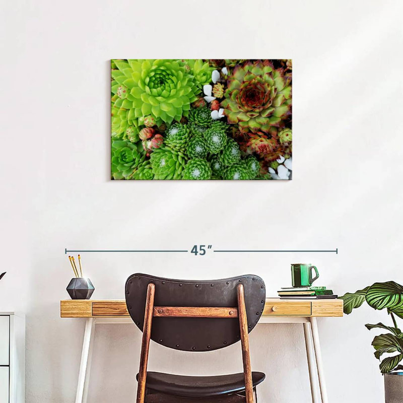 Harnek Succulent Varieties, 20" H x 30" W