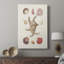 Knorr Shells & Coral II - galerie sur mesure-1891786625