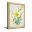 Plantes et fleurs, jonquille, aquarelle-1908751285-1908751286-1908751287