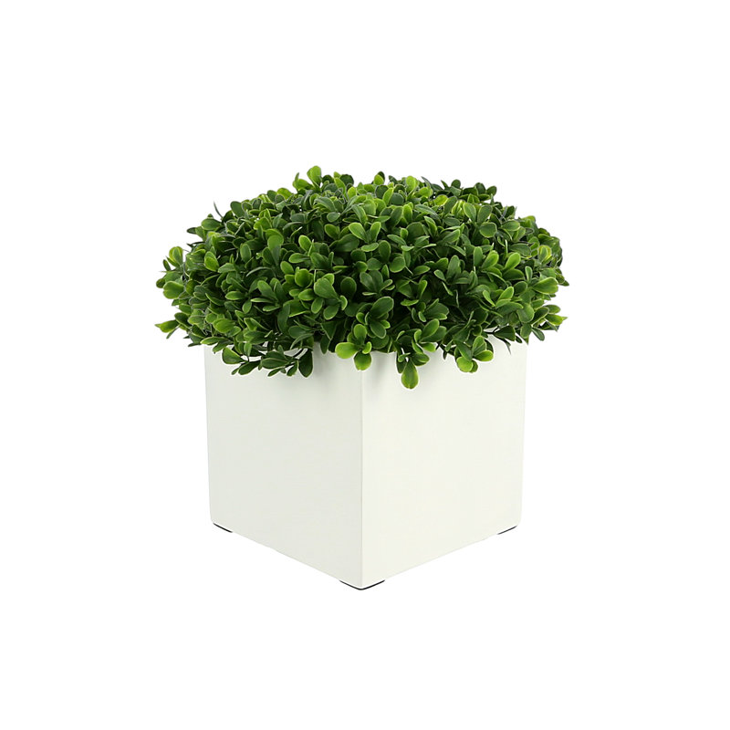 Boxwood Arrangement In Square Pot