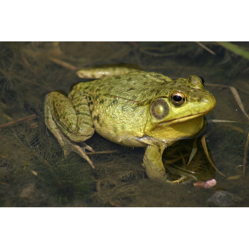 Grenouille dans un étang par Oddrose, H 20 po x l 30 po