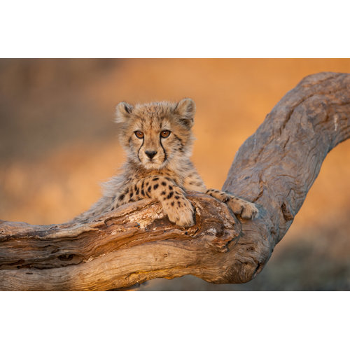 Ebern Designs Cute Cheetah Cub On Canvas Print 