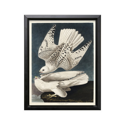 John James Audubon - Gyrfalcon
