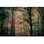 Parvez Taj - Wrapped Canvas Print-15807047