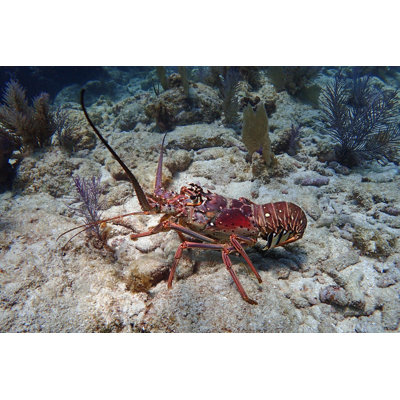 " Caribbean Lobster " by Oscarmvargas