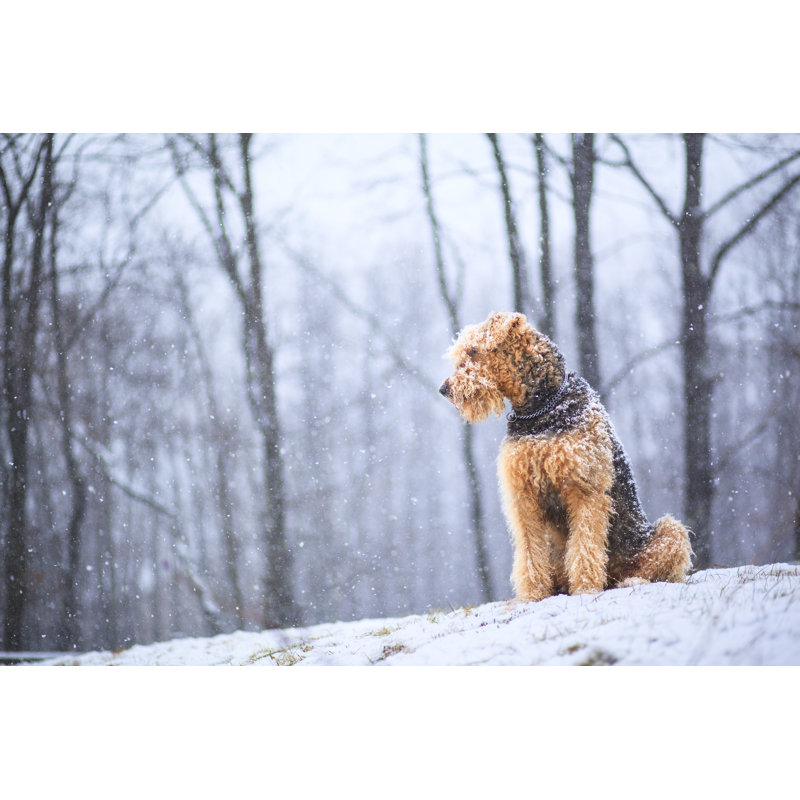 Airedale Terrier Dog par Alex Potemkin, H 12 po x l 18 po