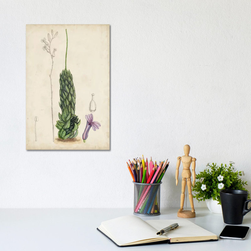 Antique Cactus IV by Curtis - Wrapped Canvas Print, 20.32 cm H x 30.48 cm W