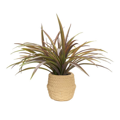 Plante araignée en pot de ciment