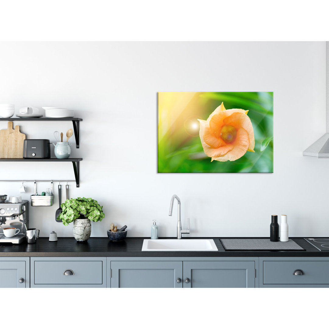 Glasbild Orange Blume im Sonnenlicht