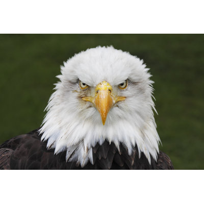 Bald Eagle - Wrapped Canvas Print
