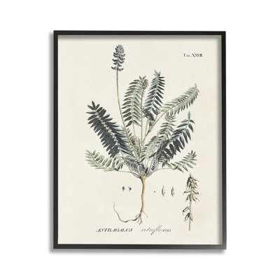 VintageNatureDiagramGicleeArtbyMartini