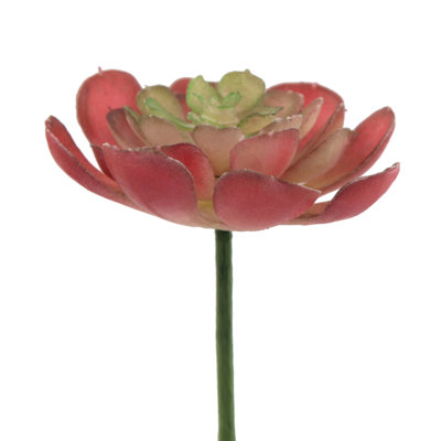 Petite plante pour succulent de bureau echeveria