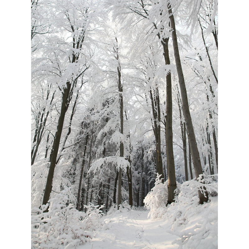 " Snowy Path ", 16" H x 20" W x 1" D