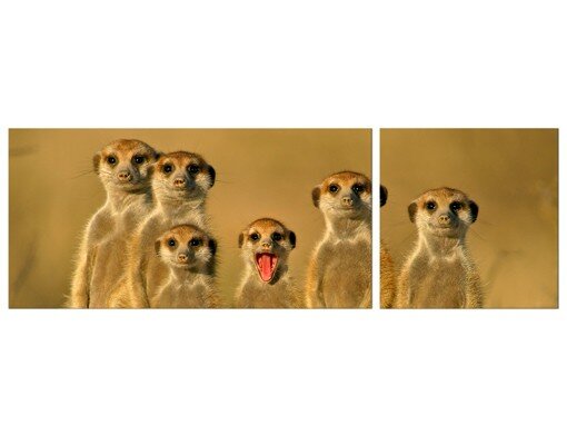 2-tlg. Leinwandbilder-Set Meerkat Family