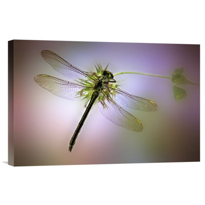 " Green Dragonfly " by Jimmy Hoffman