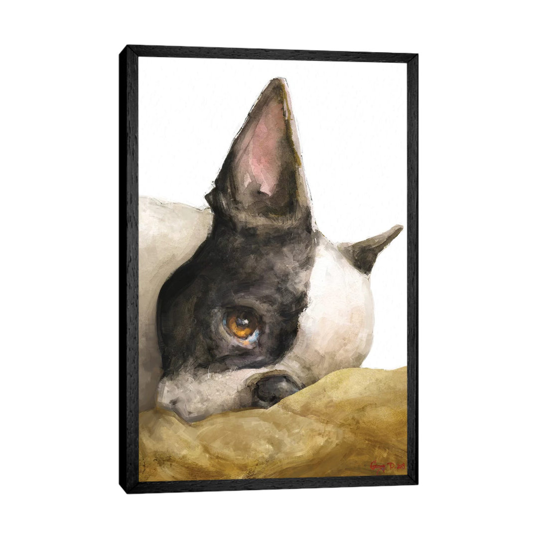Boston Terrier White Background by George Dyachenko - Painting on Canvas