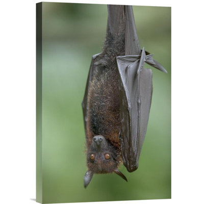 Flying Fox