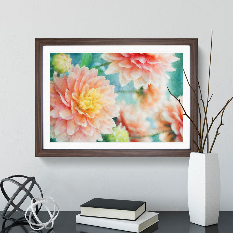 Pale Pink Dahlia Flowers in Bloom - Framed Print, 45cm H x 63cm W x 2cm D, Walnut Framed