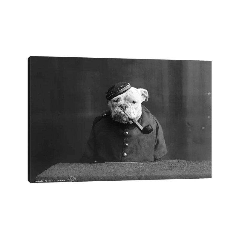 Bulldog, C1905 - Wrapped Canvas Print, 66.04 cm H x 45.72 cm W x 1.91 cm D