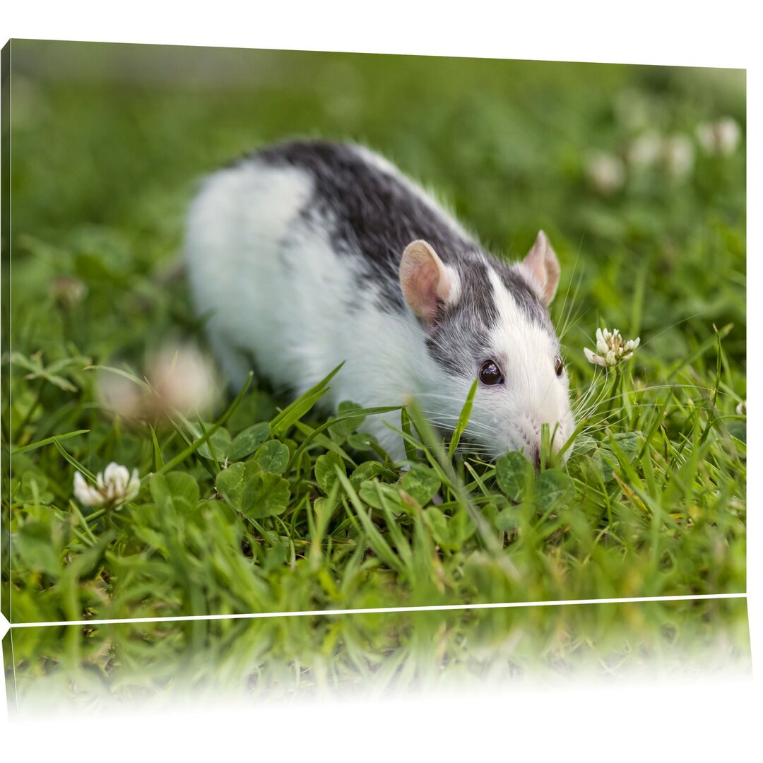 Leinwandbild Kleine Maus auf Blumenwiese