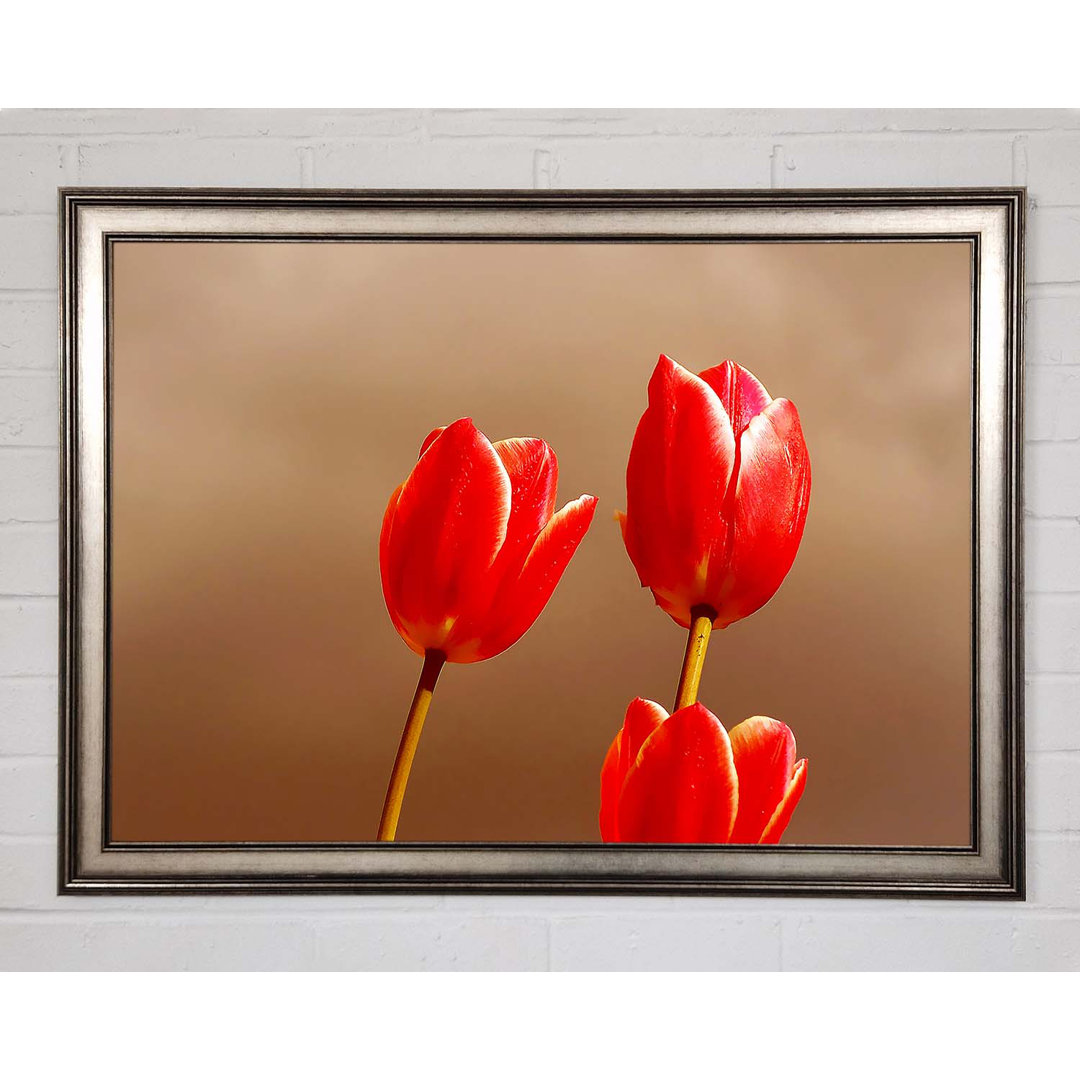 Rote Tulpe Trio - Druck