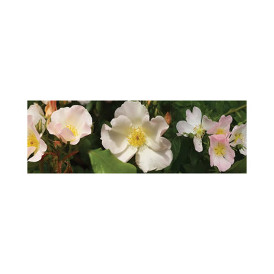 Close-Up Of Assorted Rhododendron Flowers II - Wrapped Canvas Panoramic Print